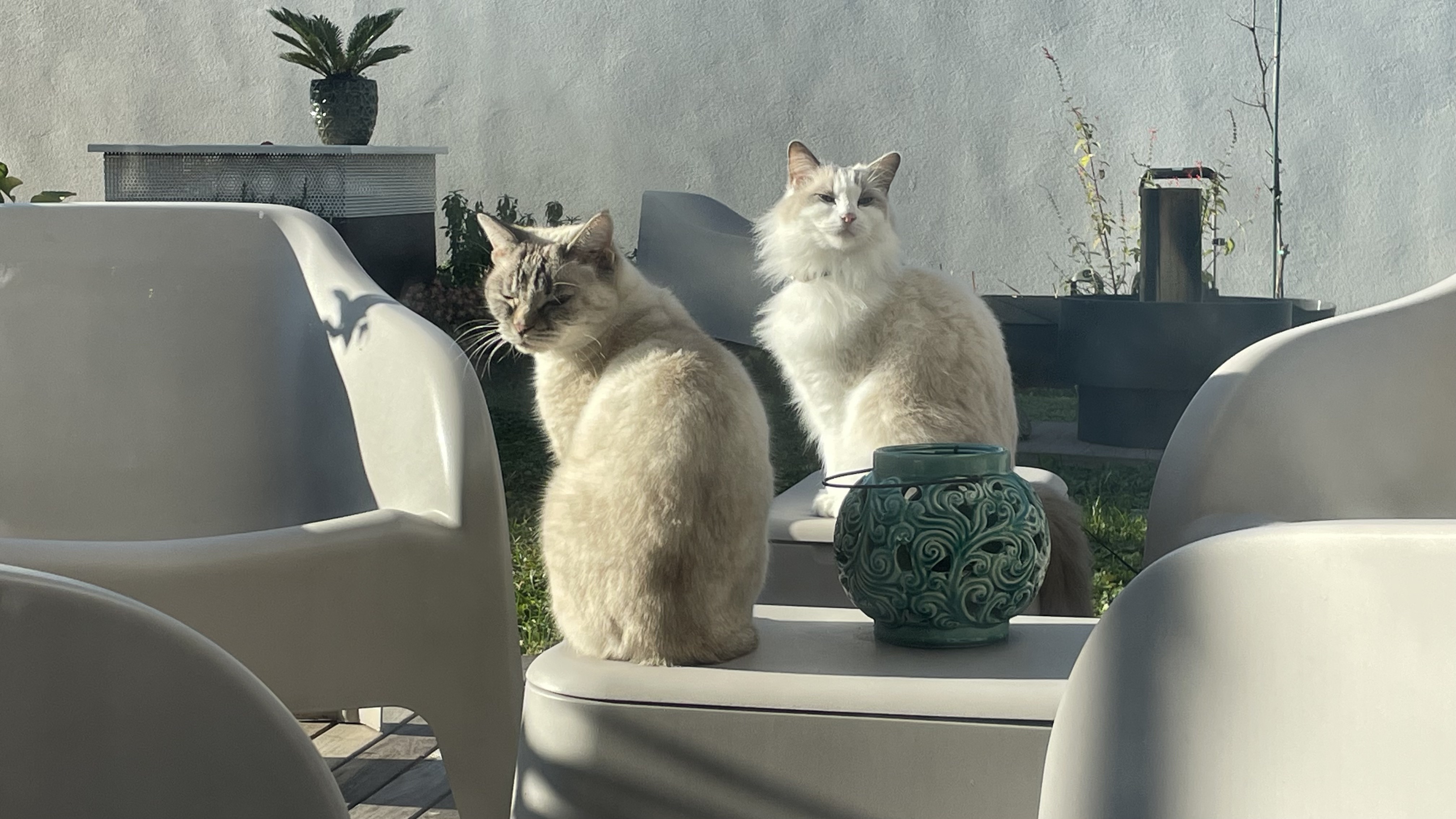 Gatti